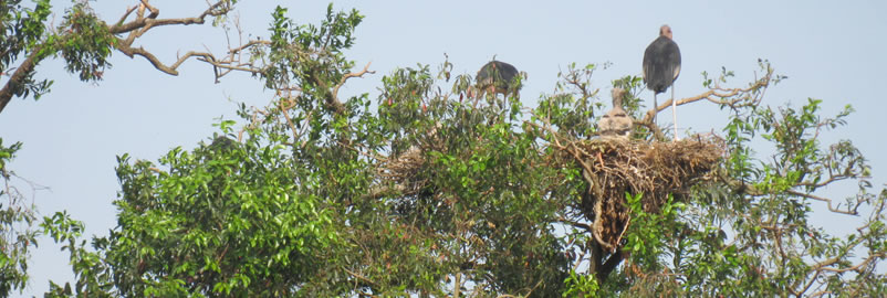 Veterinary field image 13